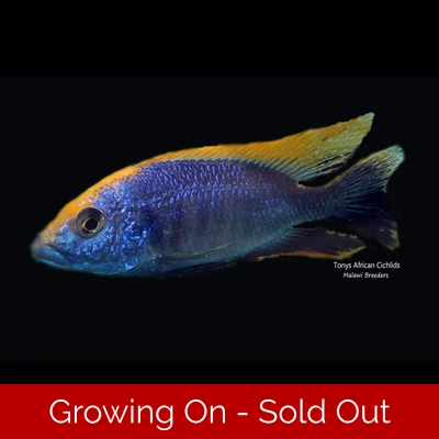 PAIR COLOURED SEXED BREEDING Otopharynx Lithobates - Male 8cm, Female smaller